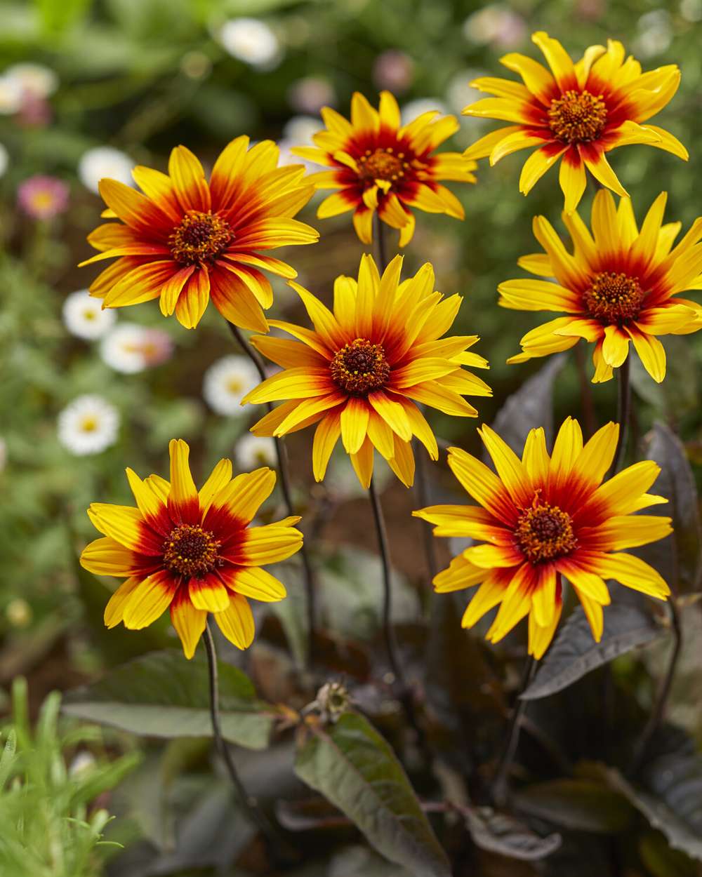 Dagøje 'Burning Hearts'